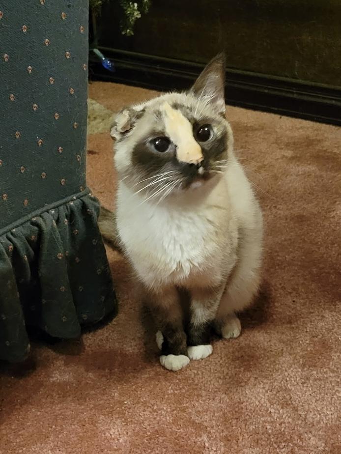 Gracie, Adoptable, Adult Female Siamese.