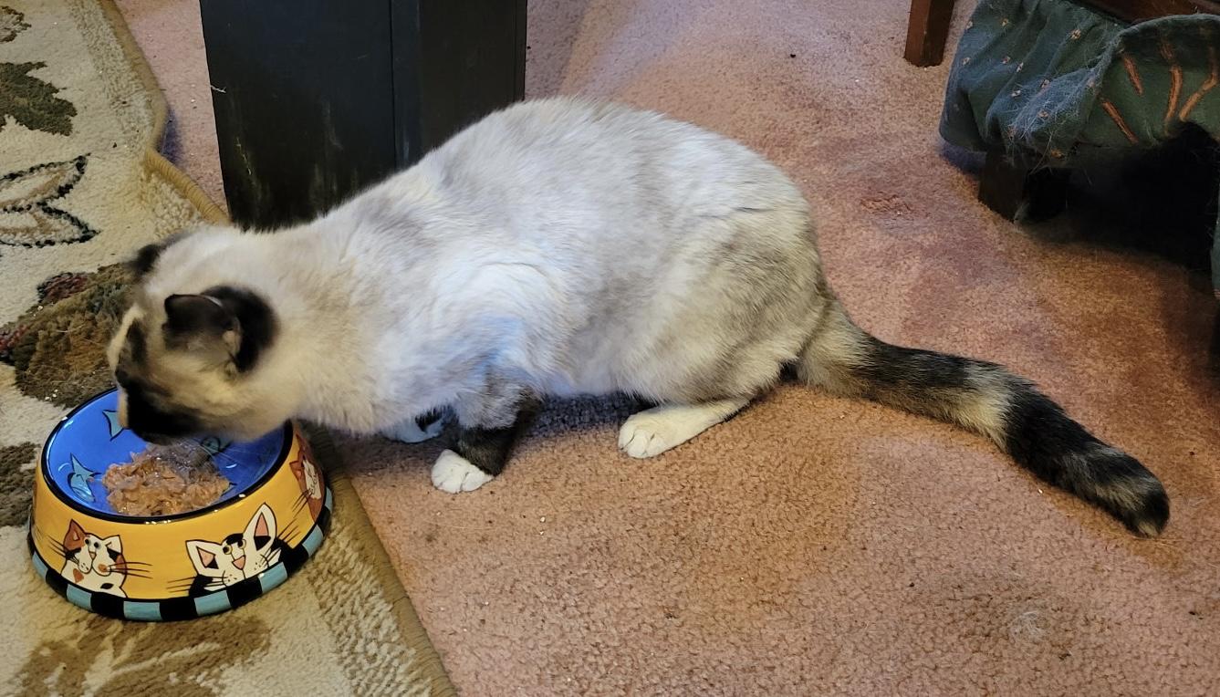Gracie, a ADOPTABLE Siamese in Export, PA image 4/4