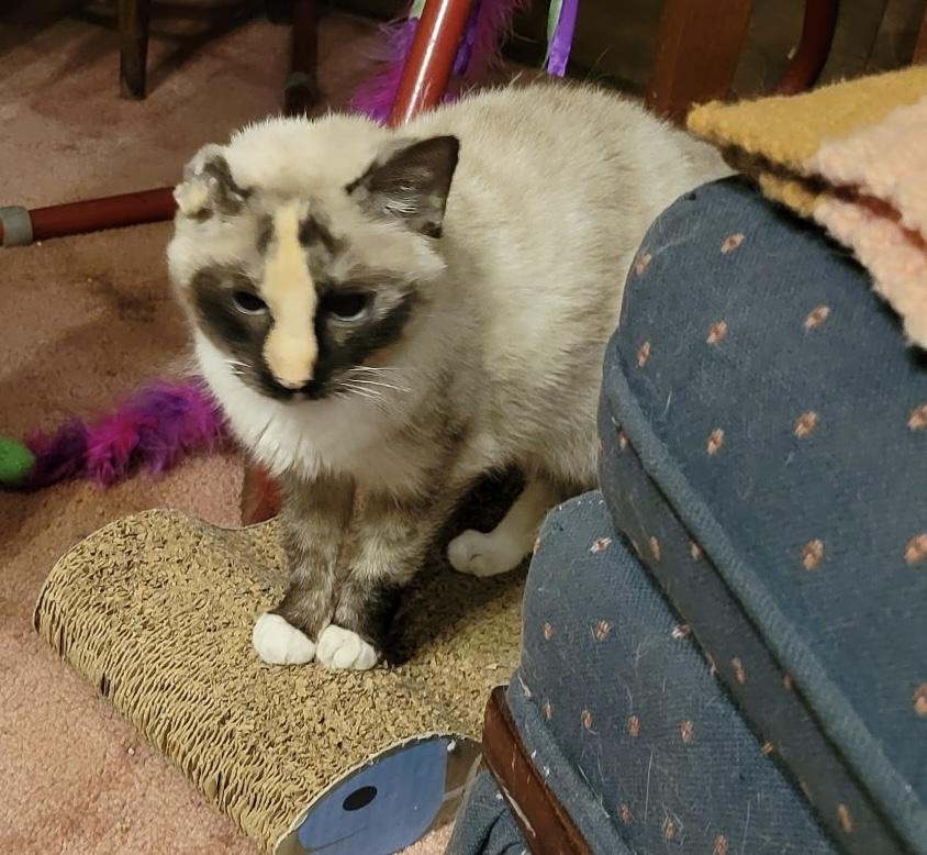 Enlarge Gracie, a Adoptable Siamese in Export, PA image 5/5