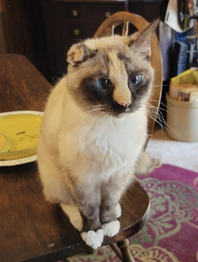 Enlarge Gracie, a Adoptable Siamese in Export, PA image 4/5