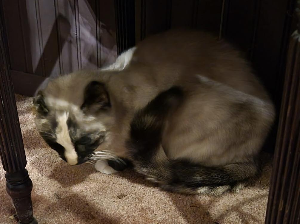 Enlarge Gracie, a ADOPTABLE Siamese in Export, PA image 3/3