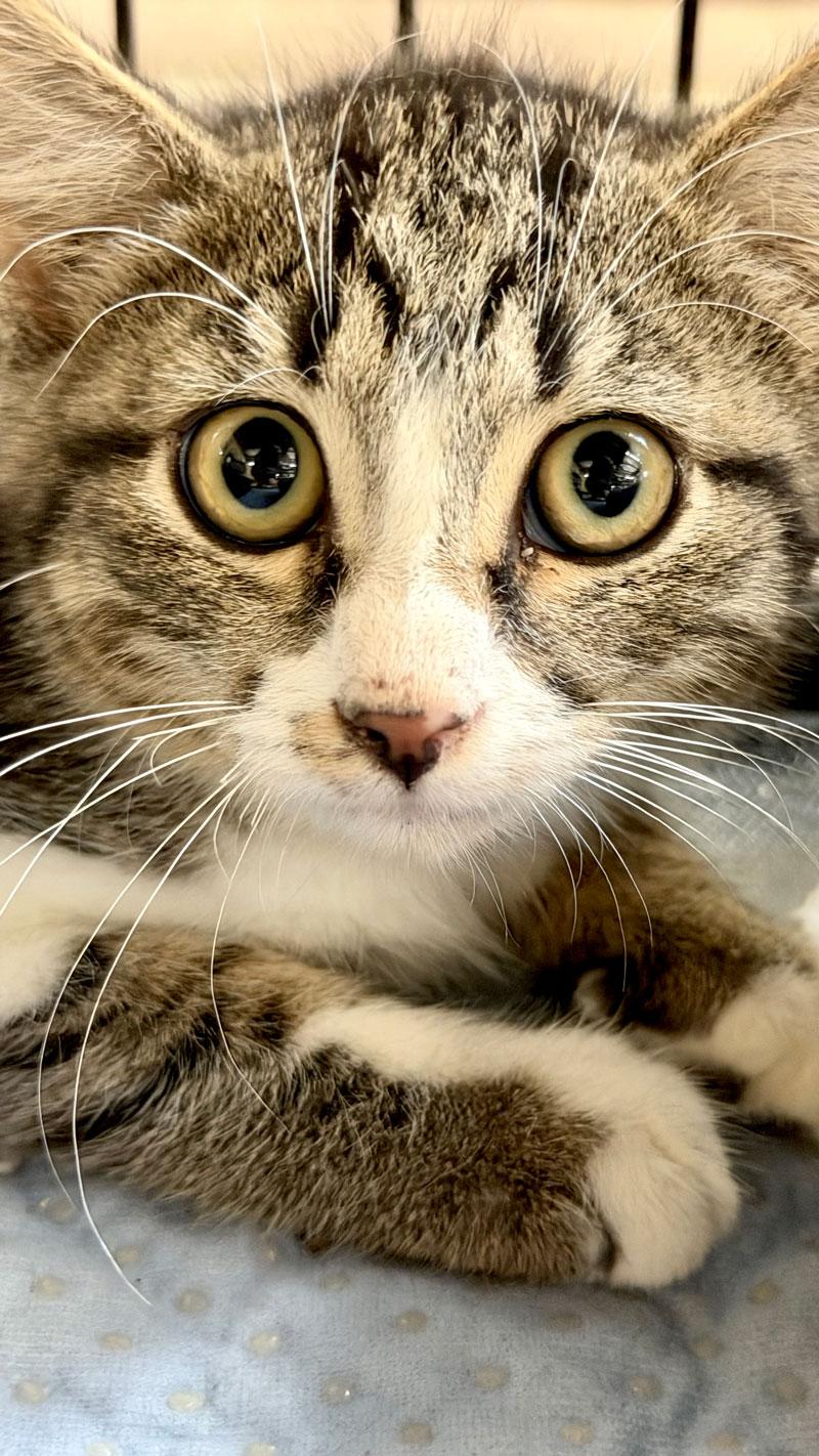 Donald, Adoptable, Young Male Tabby.