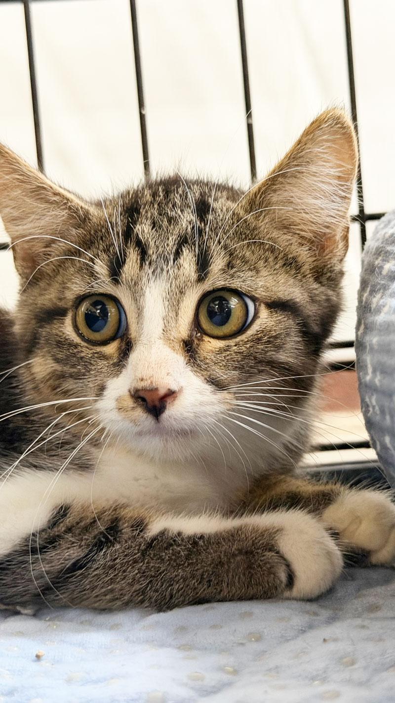 Enlarge Donald, a Adoptable Tabby in Horseshoe Bend, AR image 2/2