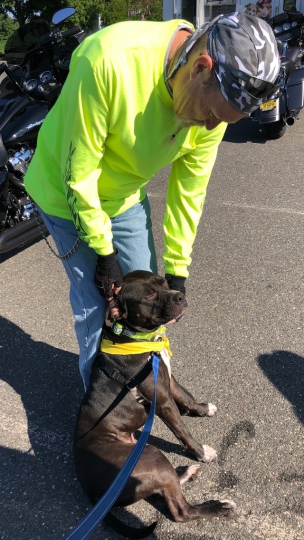 Enlarge Elvis, a Adopted Pit Bull Terrier in Jackson, NJ image 1/2