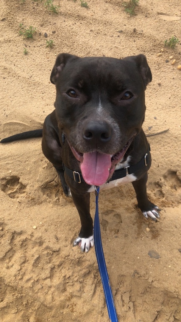 Enlarge Elvis, a Adopted Pit Bull Terrier in Jackson, NJ image 2/2