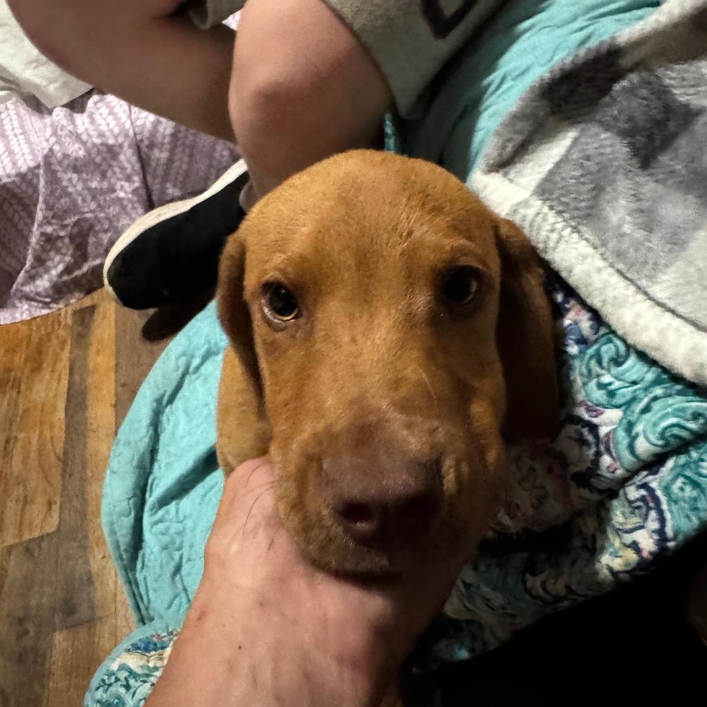 Red, Adoptable, Young Male Mixed Breed.