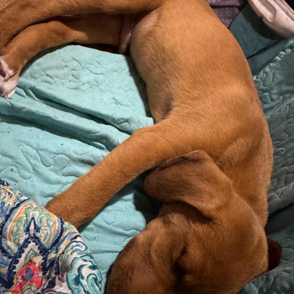 Enlarge Red, a Adoptable Mixed Breed in West Plains, MO image 2/4