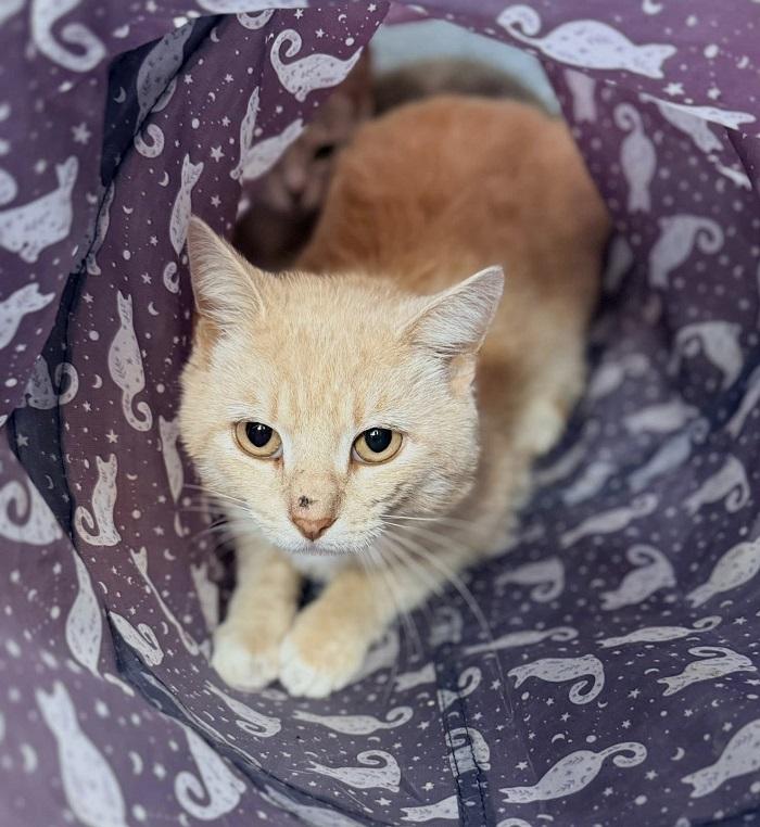 MORRIS, adoptable, Young Male Domestic Short Hair.