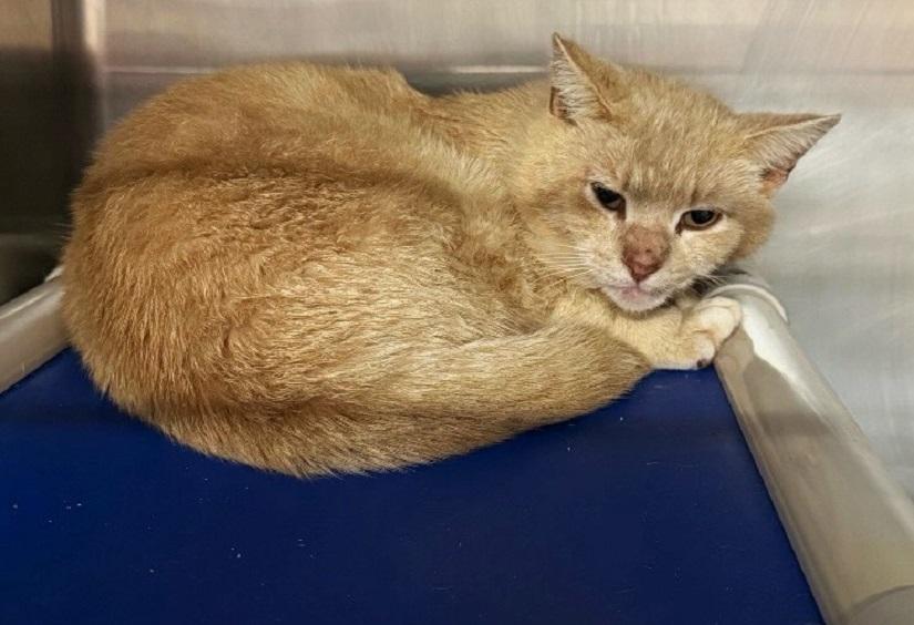 Enlarge MORRIS, an adoptable Domestic Short Hair in Pegram, TN image 1/1