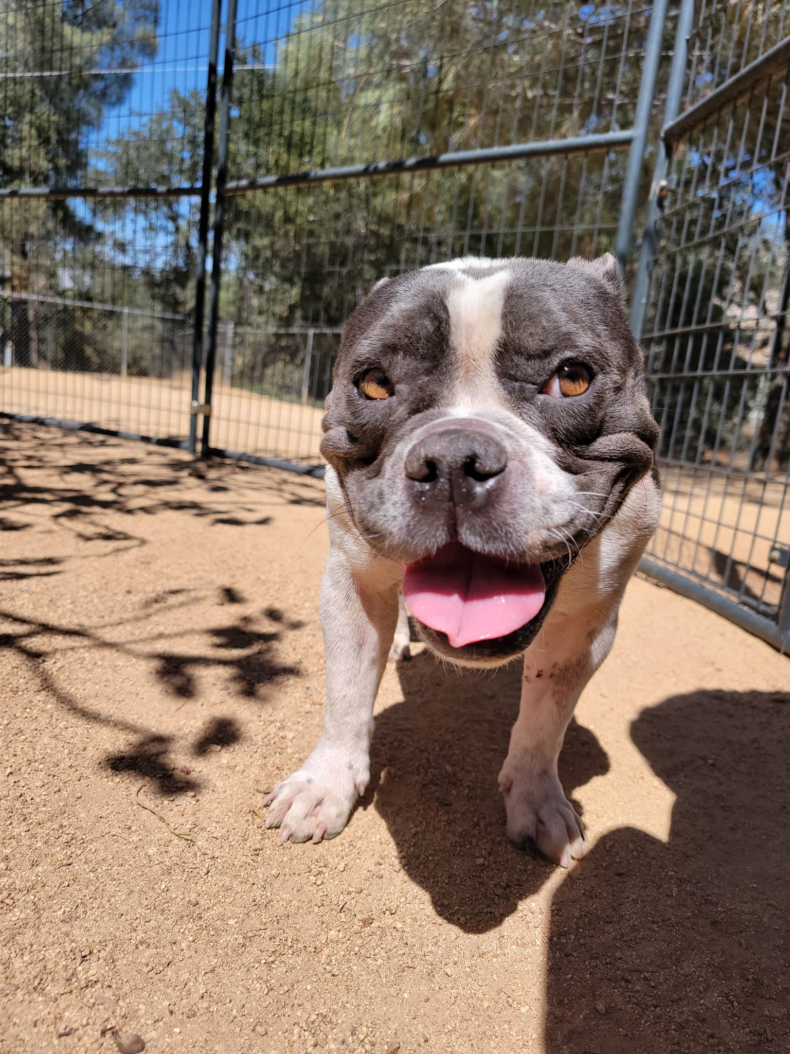 Mellie, an adoptable English Bulldog & French Bulldog Mix in Bodfish, CA_image-1