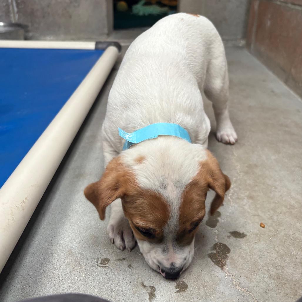 Collette, Adoptable, Puppy Female English Bulldog & Pit Bull Terrier.