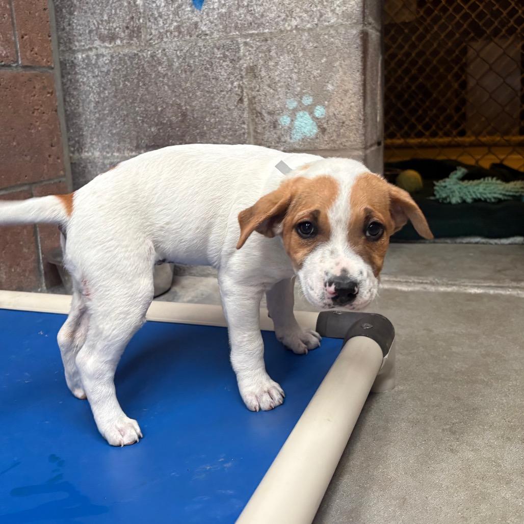 Enlarge Collette, a Adoptable mixed breed in Santa Barbara, CA image 2/2