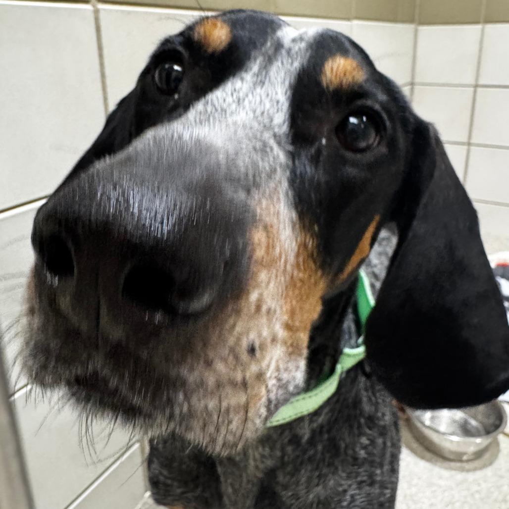 Enlarge Chopper, a Adoptable mixed breed in Baldwin, WI image 1/1