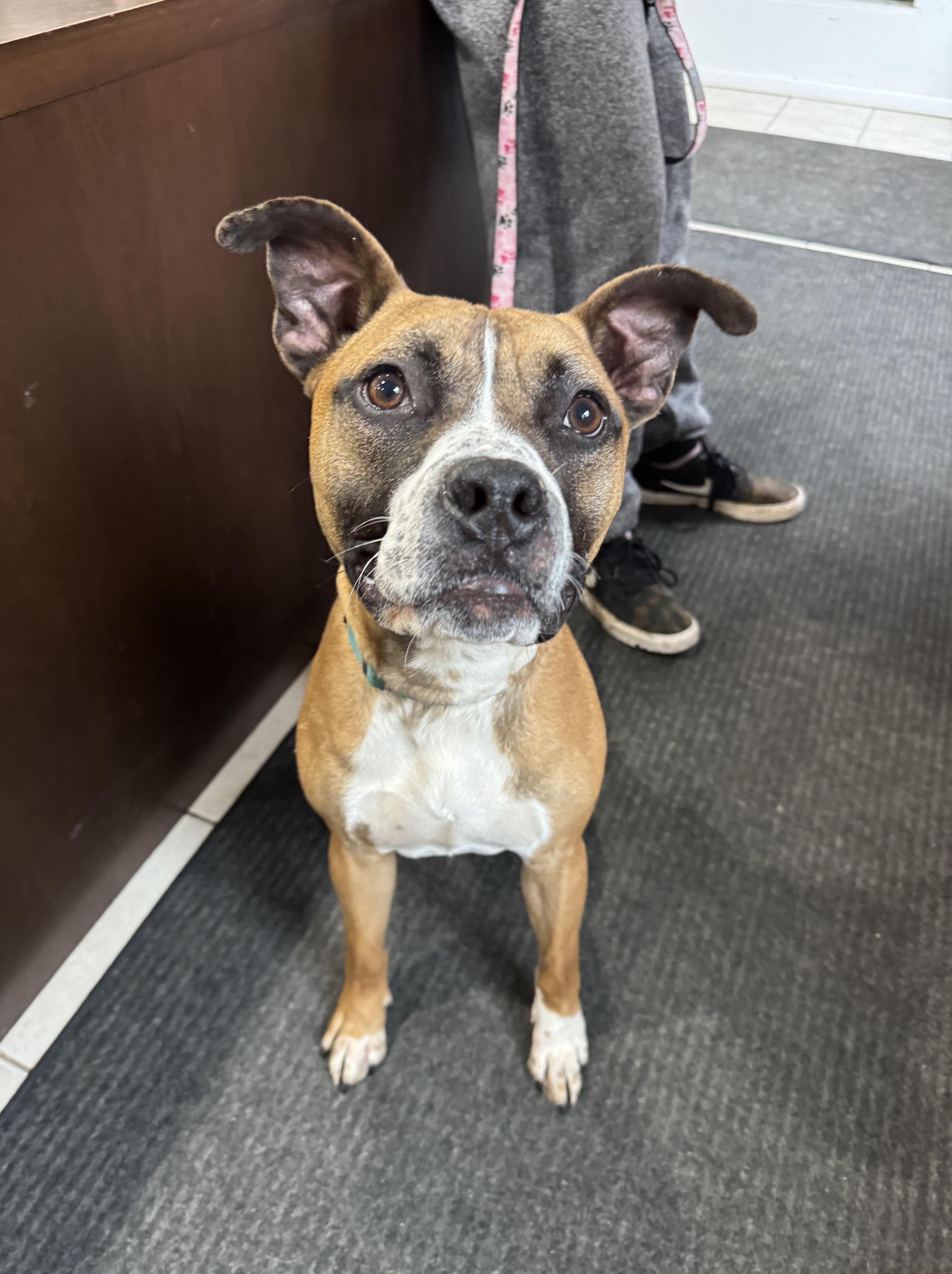 Scooby, a Adoptable mixed breed image 2/2