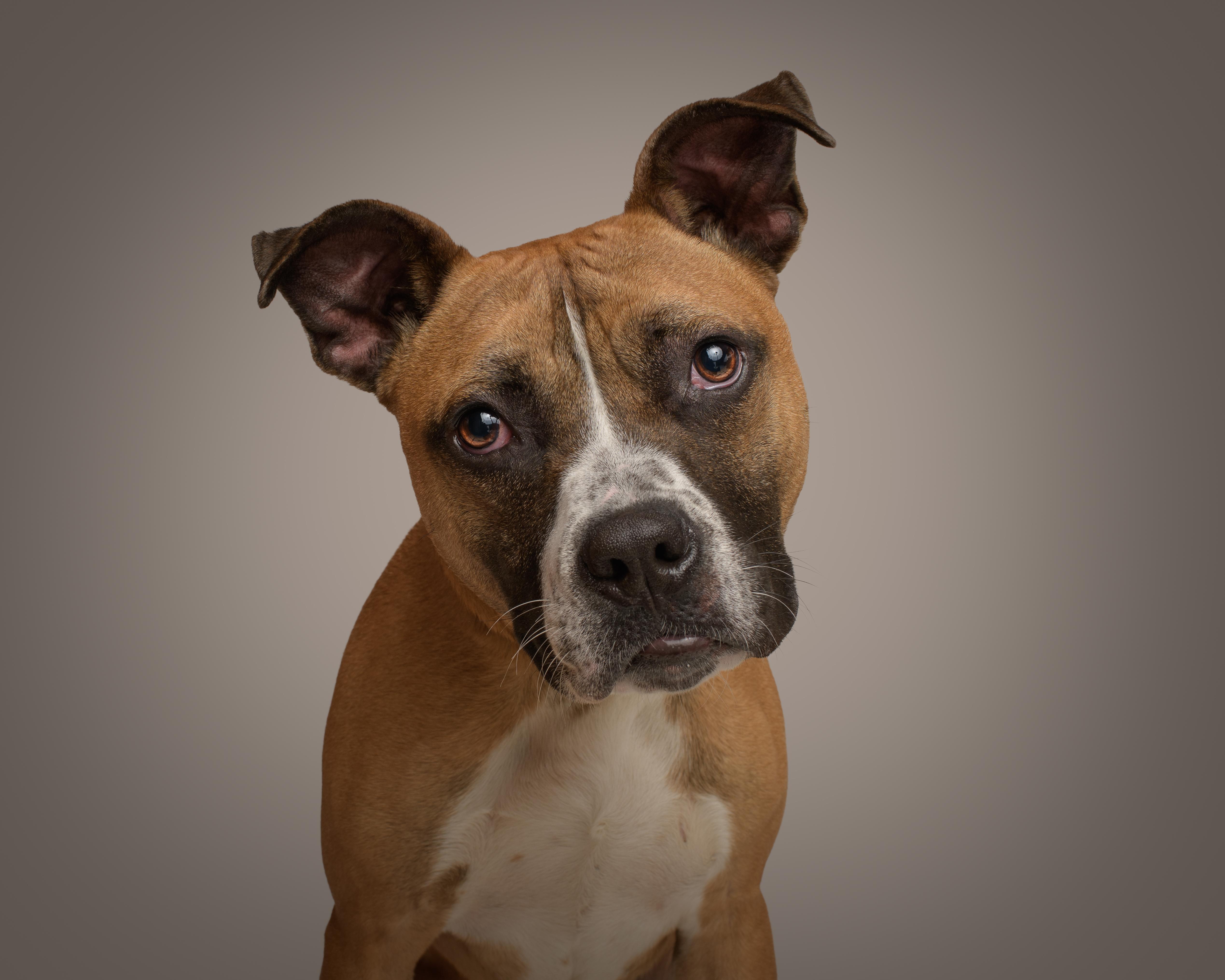 Scooby, Adoptable, Adult Male Pit Bull Terrier.