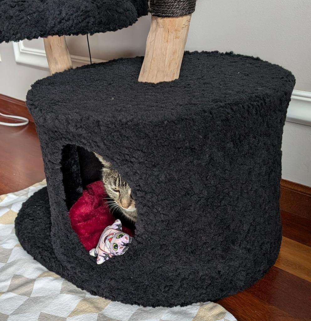 Miss Tilly, Adoptable, Senior Female Domestic Short Hair.