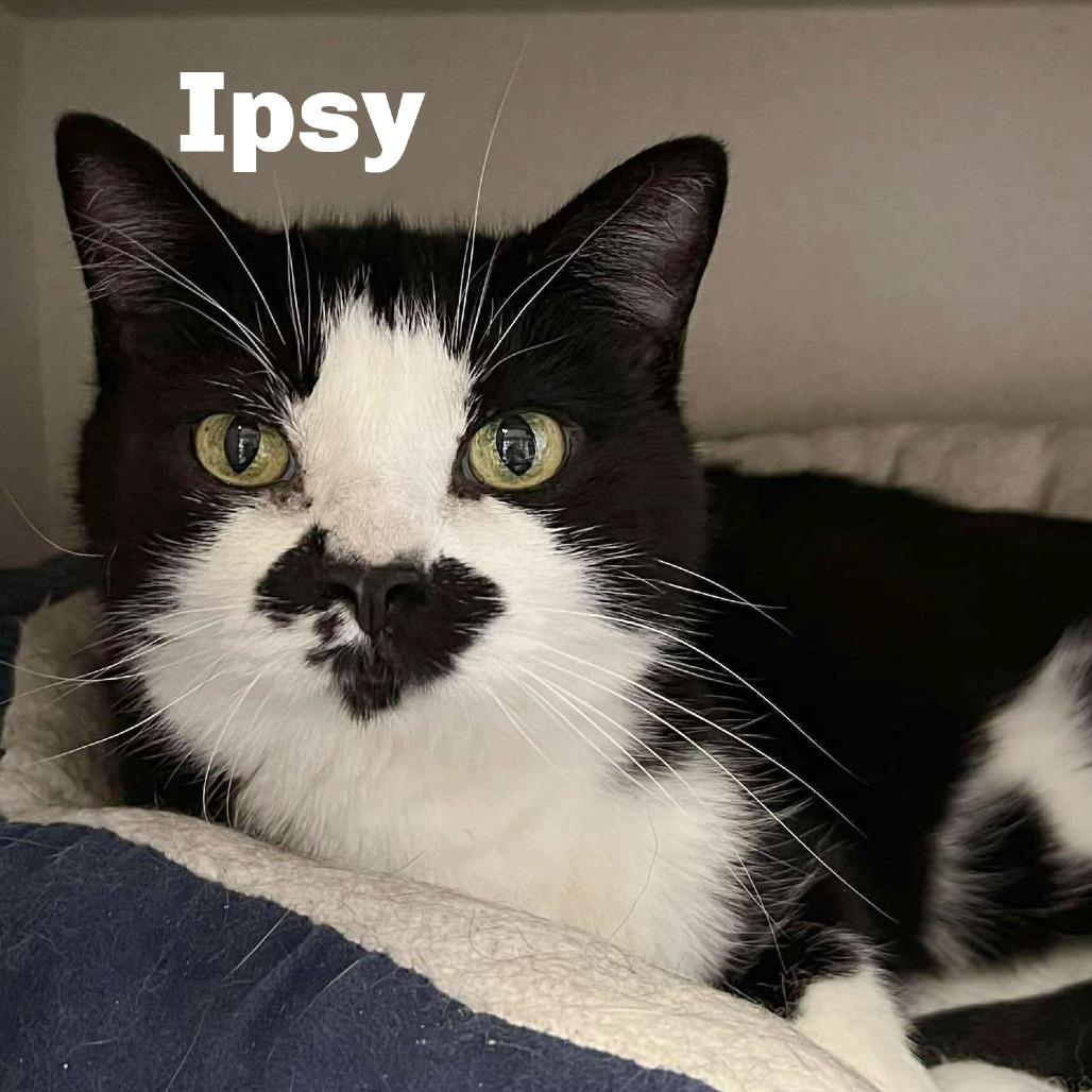 Ipsy 250822, Adoptable, Senior Female Domestic Short Hair.
