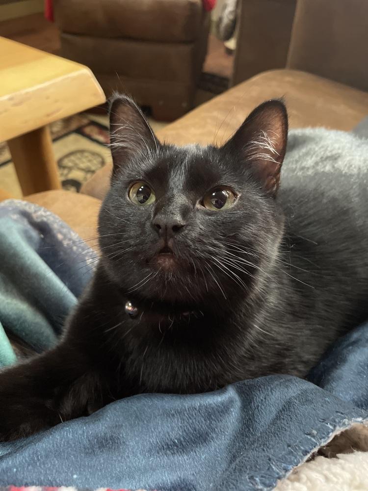 Bonnie, a Adoptable Domestic Short Hair in Bellingham, WA image 1/6