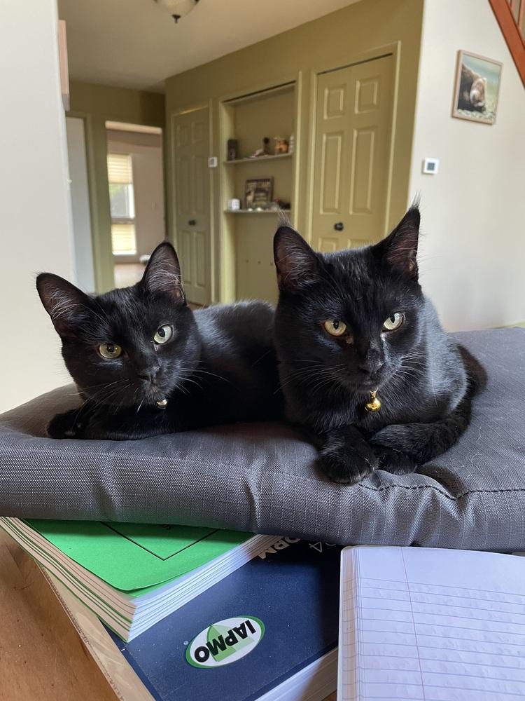 Bonnie, a Adoptable Domestic Short Hair in Bellingham, WA image 2/6