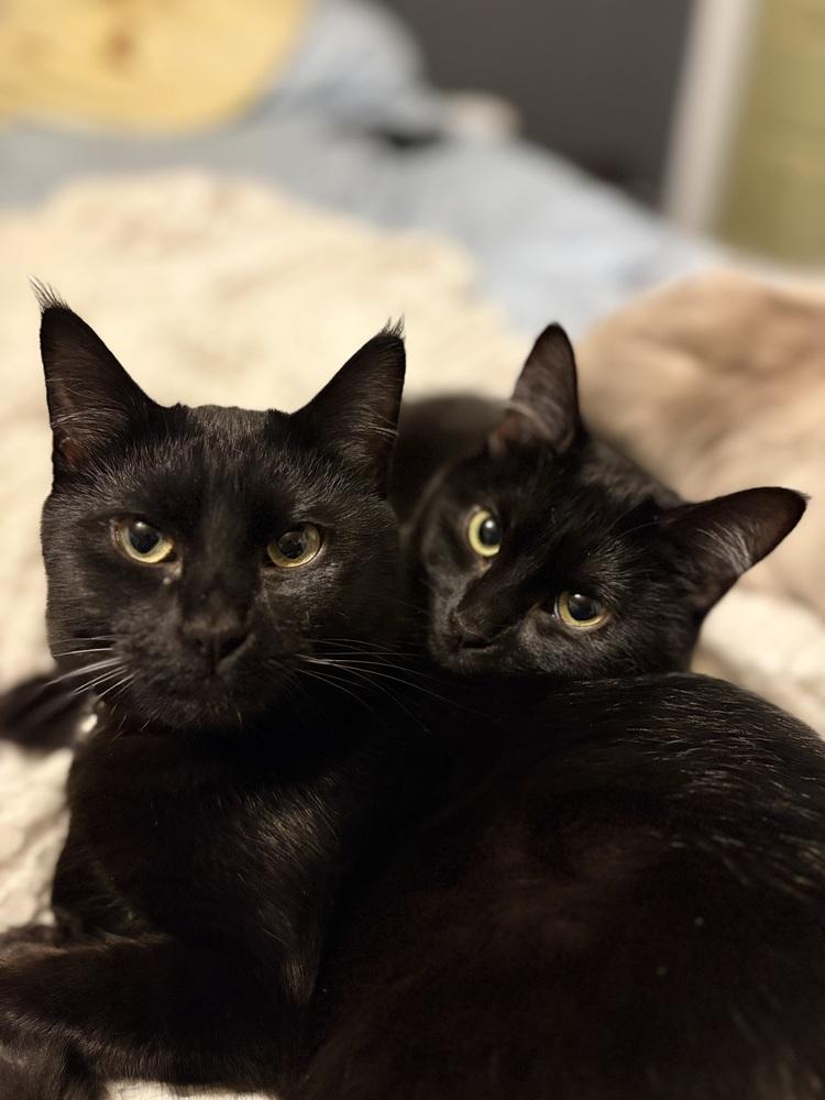 Bonnie, a Adoptable Domestic Short Hair in Bellingham, WA image 3/6