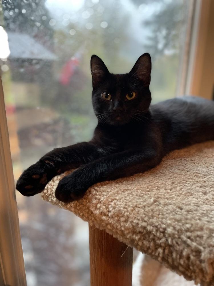 Bonnie, a Adoptable Domestic Short Hair in Bellingham, WA image 4/6