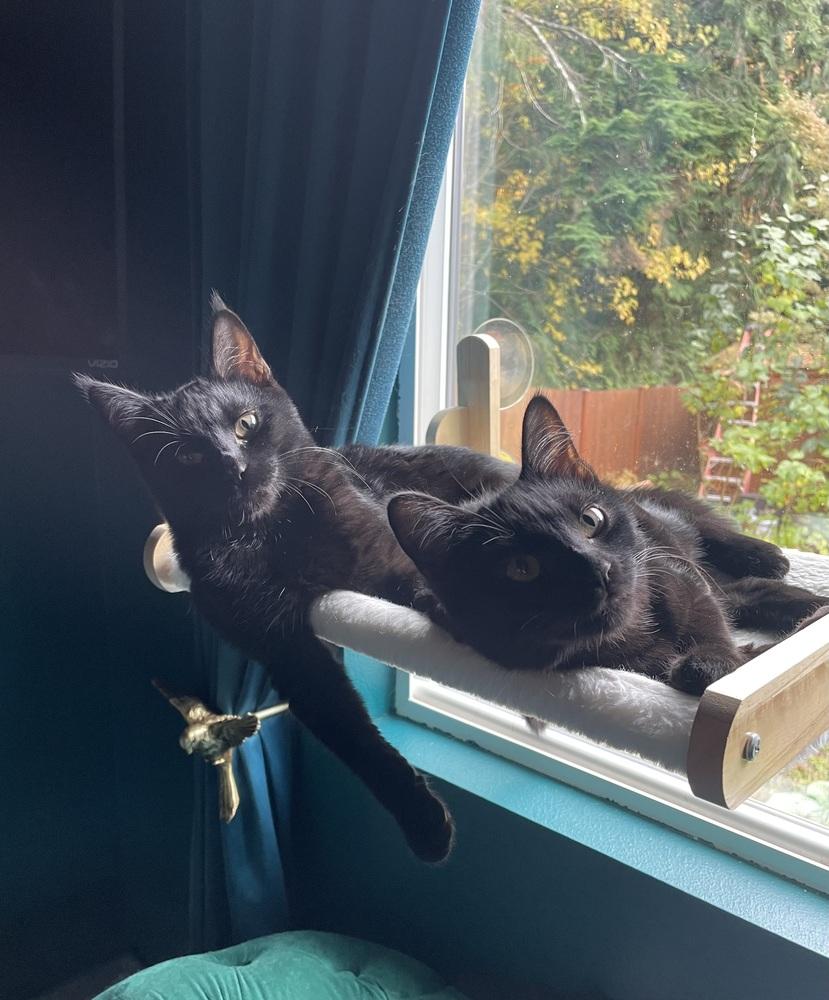 Bonnie, a Adoptable Domestic Short Hair in Bellingham, WA image 5/6