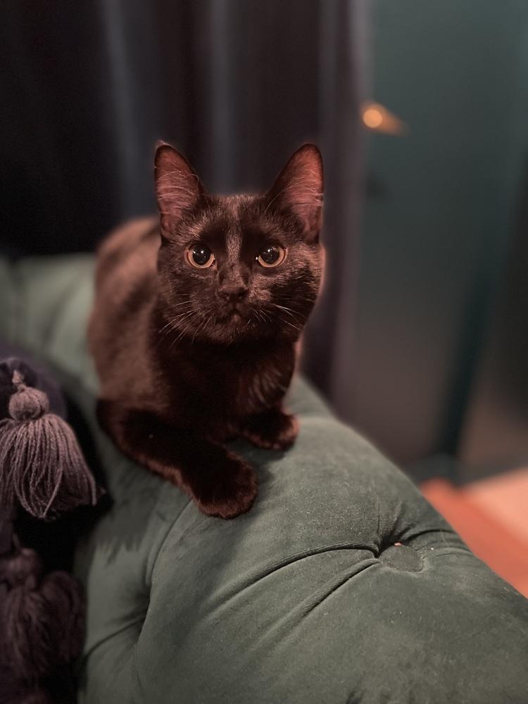 Bonnie, a Adoptable Domestic Short Hair in Bellingham, WA image 6/6