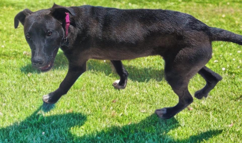 Apricot, a Adoptable mixed breed in Olathe, KS image 5/6