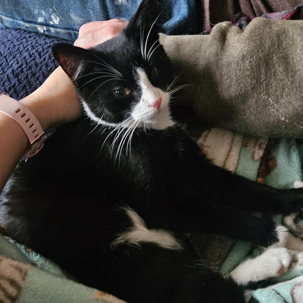 Felix, Adoptable, Young Male Domestic Short Hair.