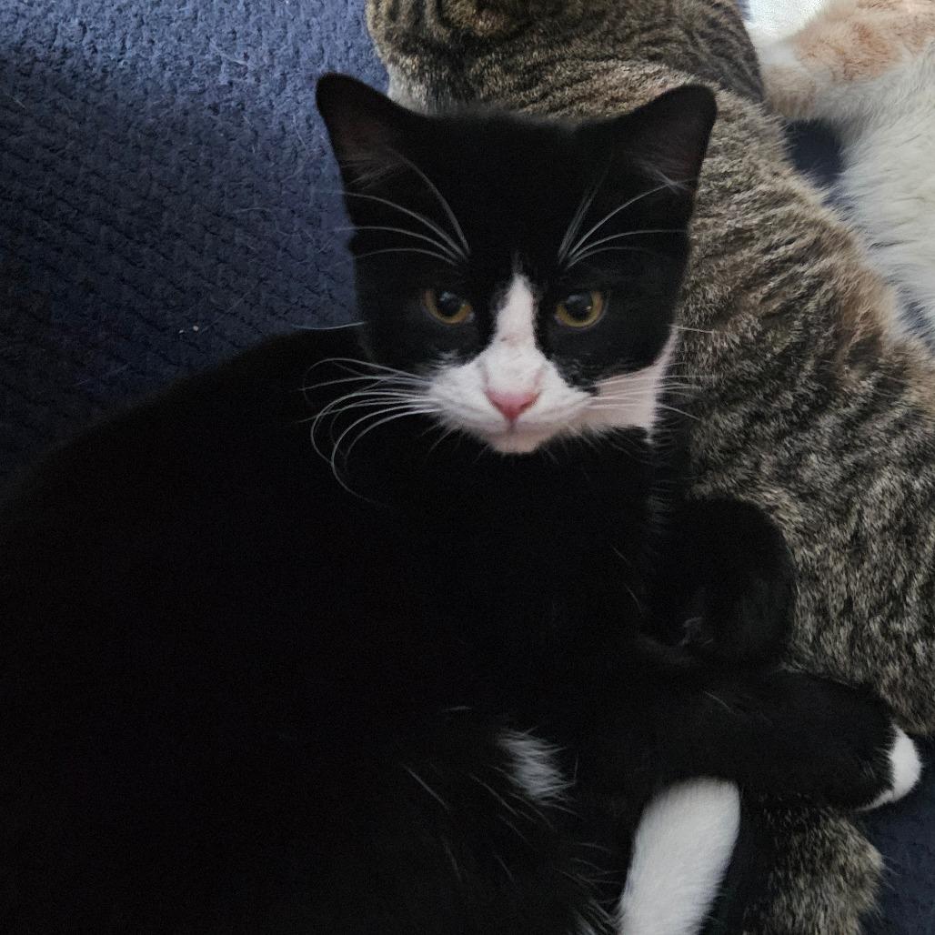 Enlarge Felix, a Adoptable Domestic Short Hair in Shelbyville, IN image 2/2