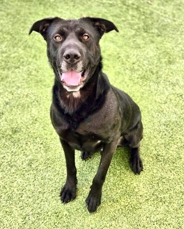 Enlarge Colton, a Adoptable mixed breed in Fort Worth, TX image 3/6