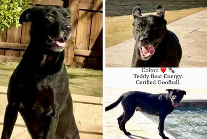 Colton, Adoptable, Adult Male Mixed Breed & Mixed Breed.