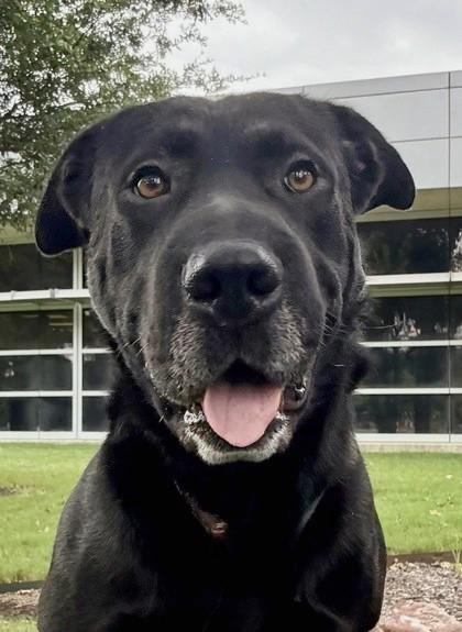 Colton, Adoptable, Adult Male Mixed Breed & Mixed Breed.