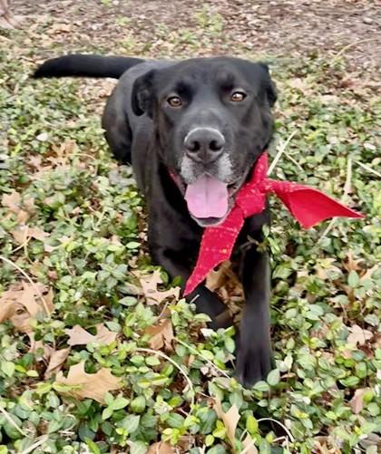 Enlarge Colton, a Adoptable mixed breed in Fort Worth, TX image 6/6