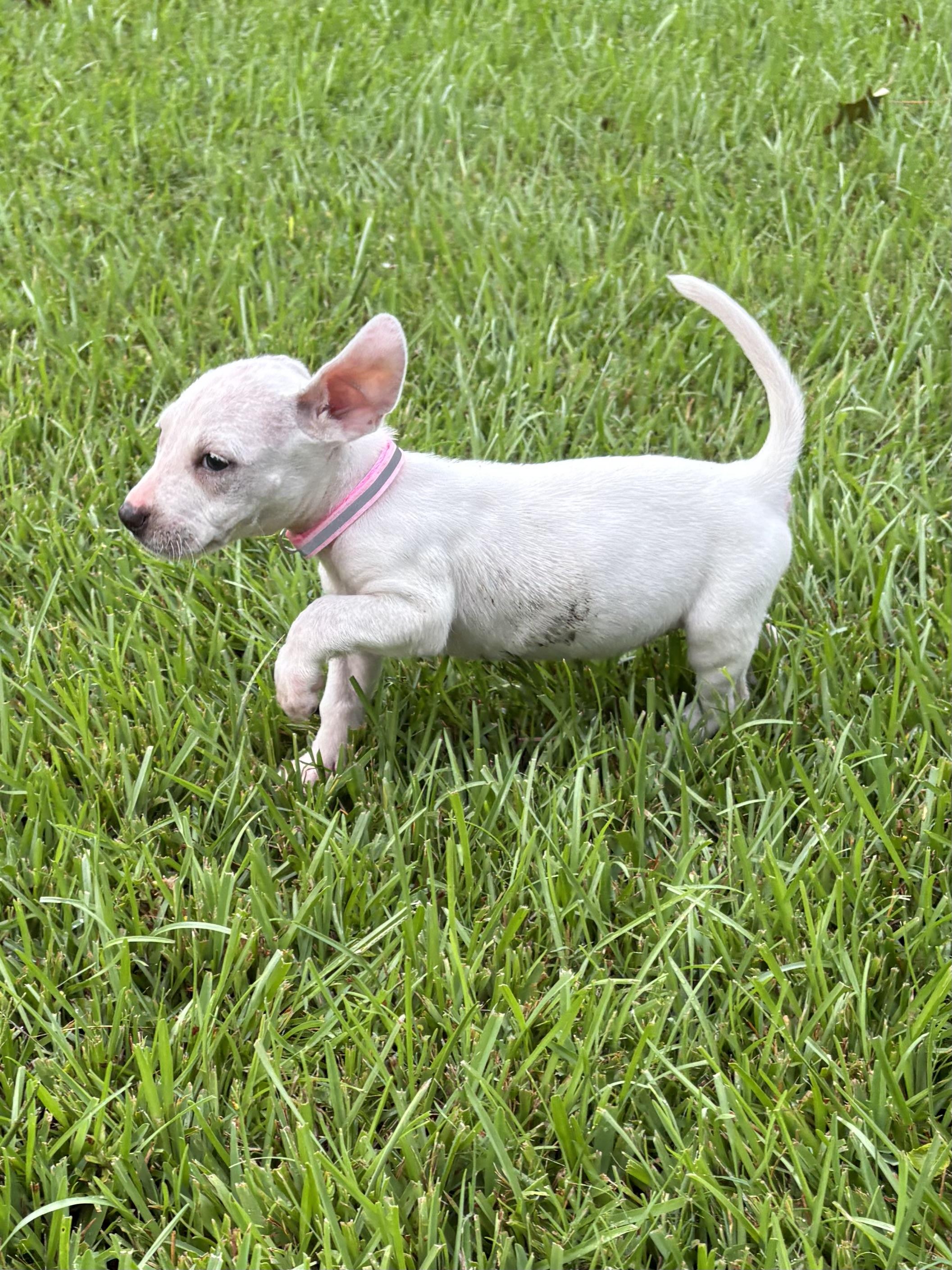 Photo of Baby Female Terrier White / Cream