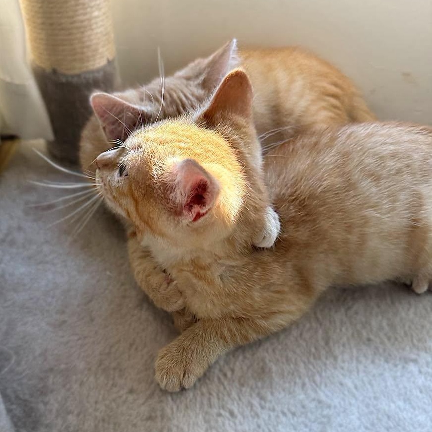 Enlarge Chica & Benita, an adopted Domestic Short Hair in LEETONIA, OH image 3/4