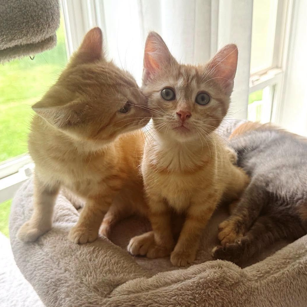 Enlarge Chica & Benita, an adopted Domestic Short Hair in LEETONIA, OH image 1/4