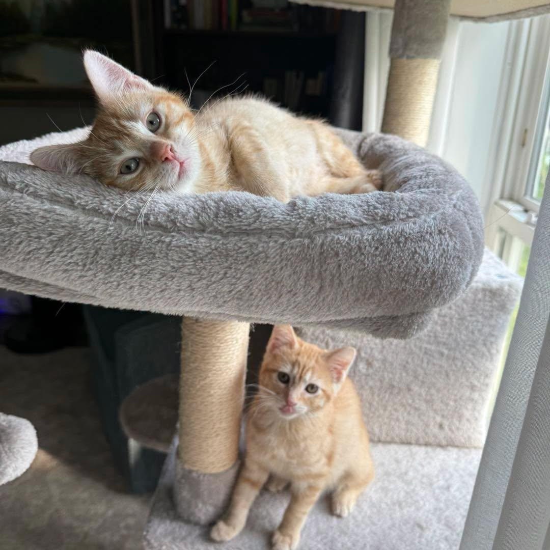 Enlarge Chica & Benita, an adopted Domestic Short Hair in LEETONIA, OH image 2/4