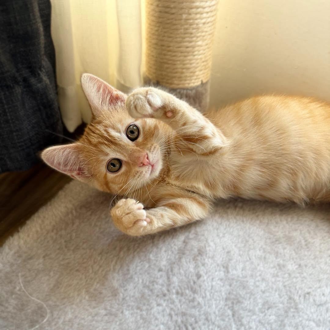 Enlarge Chica & Benita, an adopted Domestic Short Hair in LEETONIA, OH image 4/4