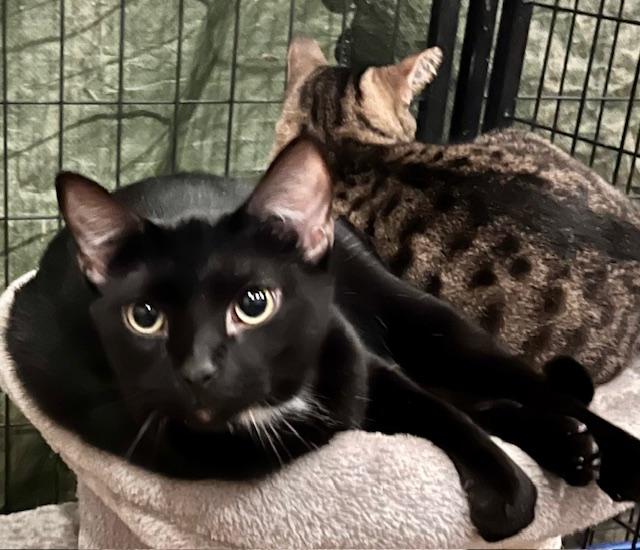 ECLIPSE, a Adoptable Domestic Short Hair in Lake Ozark, MO image 1/3