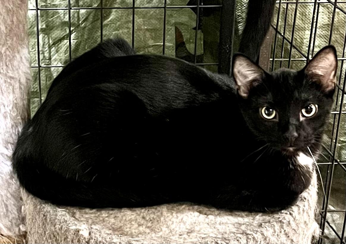 ECLIPSE, a Adoptable Domestic Short Hair in Lake Ozark, MO image 2/3