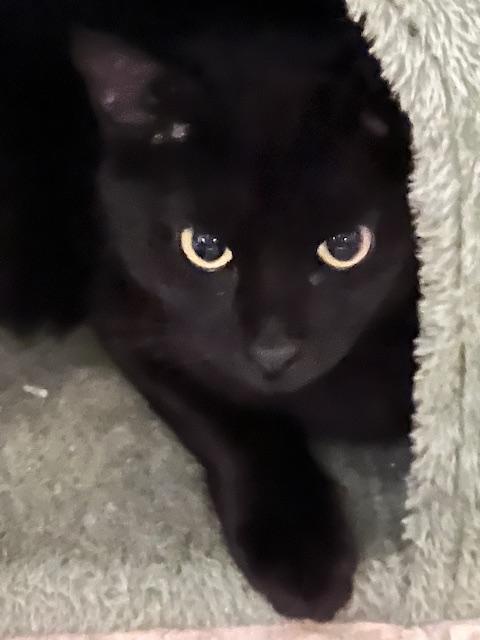 ECLIPSE, a Adoptable Domestic Short Hair in Lake Ozark, MO image 3/3