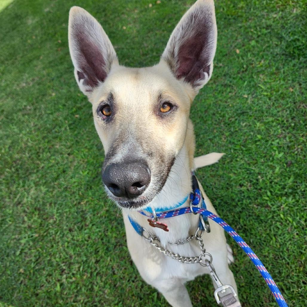 Enlarge Rocky, a Adoptable mixed breed in Volcano, HI image 4/6