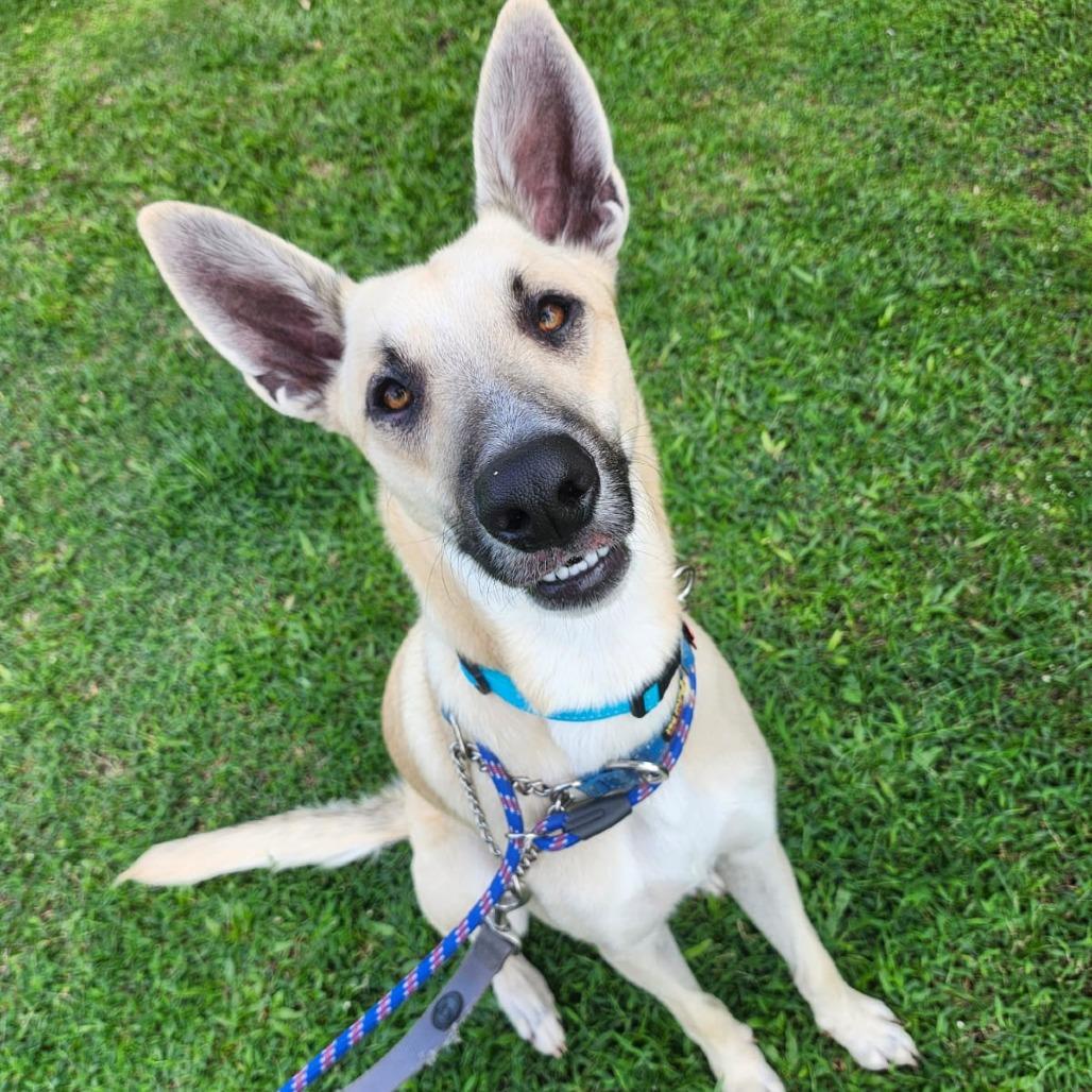 Enlarge Rocky, a Adoptable mixed breed in Volcano, HI image 4/6