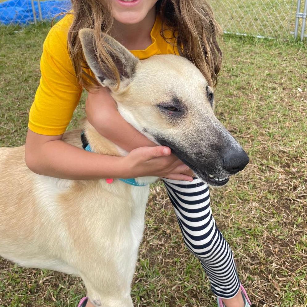 Enlarge Rocky, a Adoptable mixed breed in Volcano, HI image 5/6
