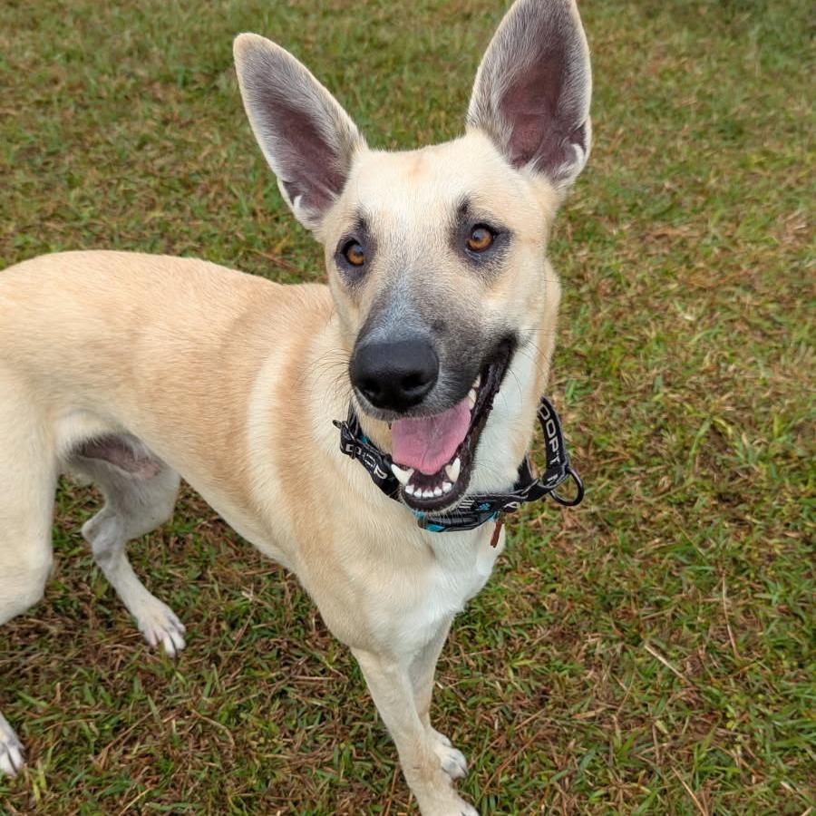 Enlarge Rocky, a Adoptable mixed breed in Volcano, HI image 6/6