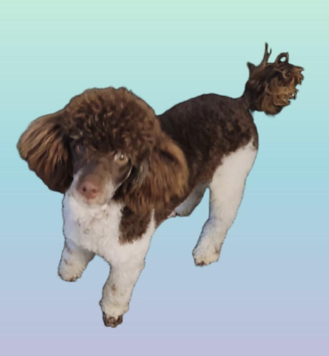 Curtis, Adoptable, Adult Male Miniature Poodle.