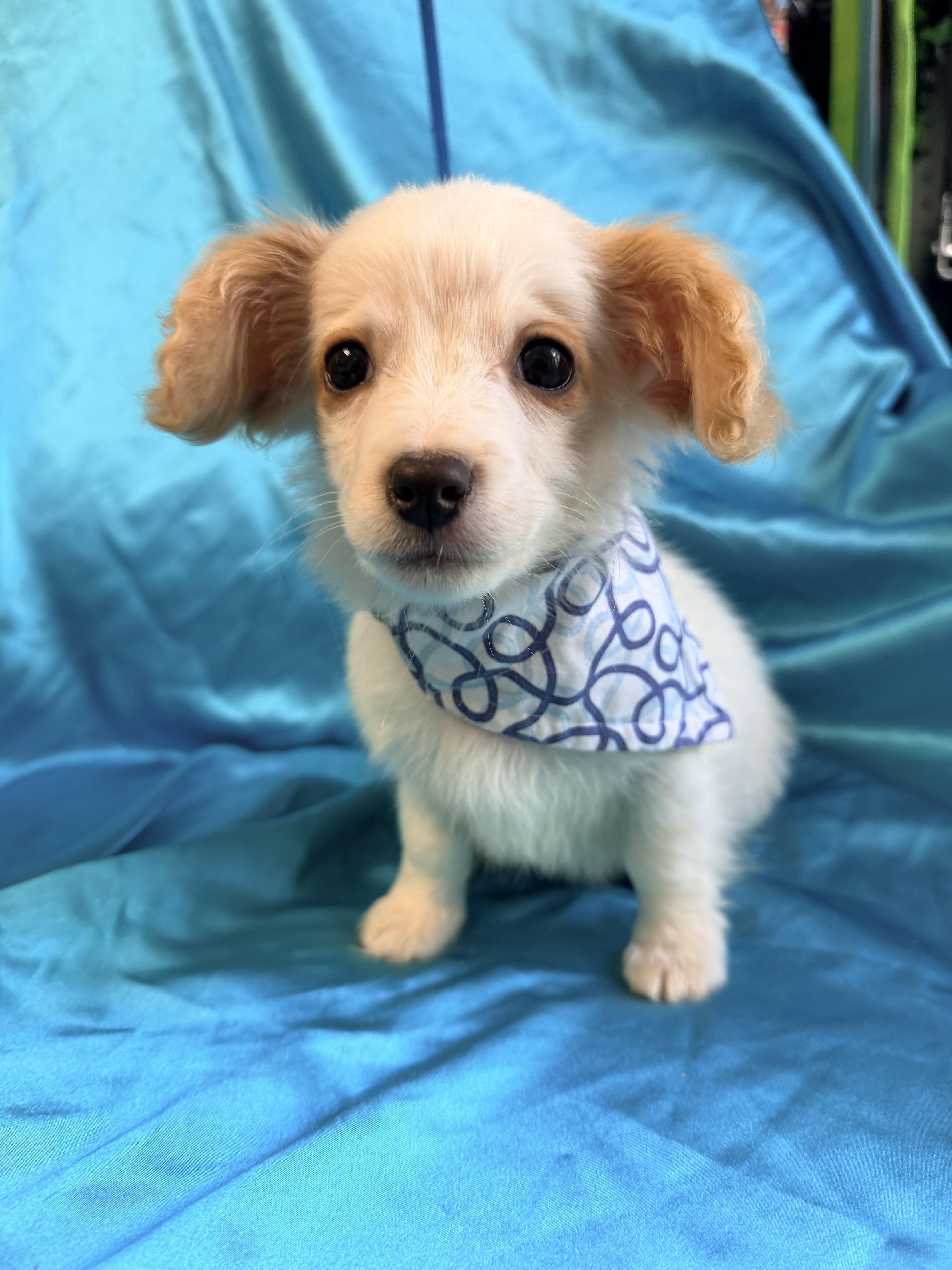 Enlarge Alvin, an adopted mixed breed in Rowland Heights, CA image 3/3