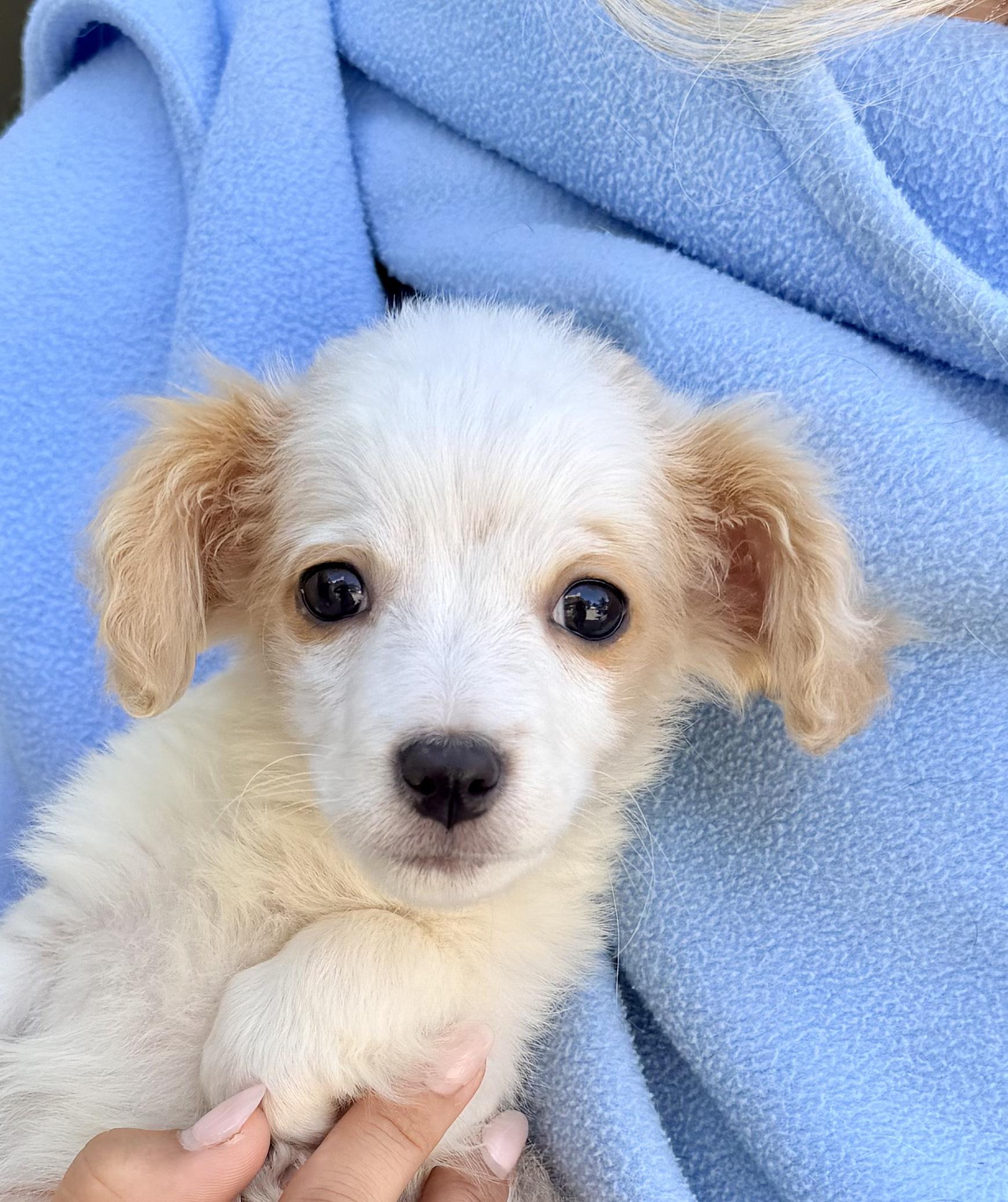 Enlarge Alvin, an adopted mixed breed in Rowland Heights, CA image 1/3