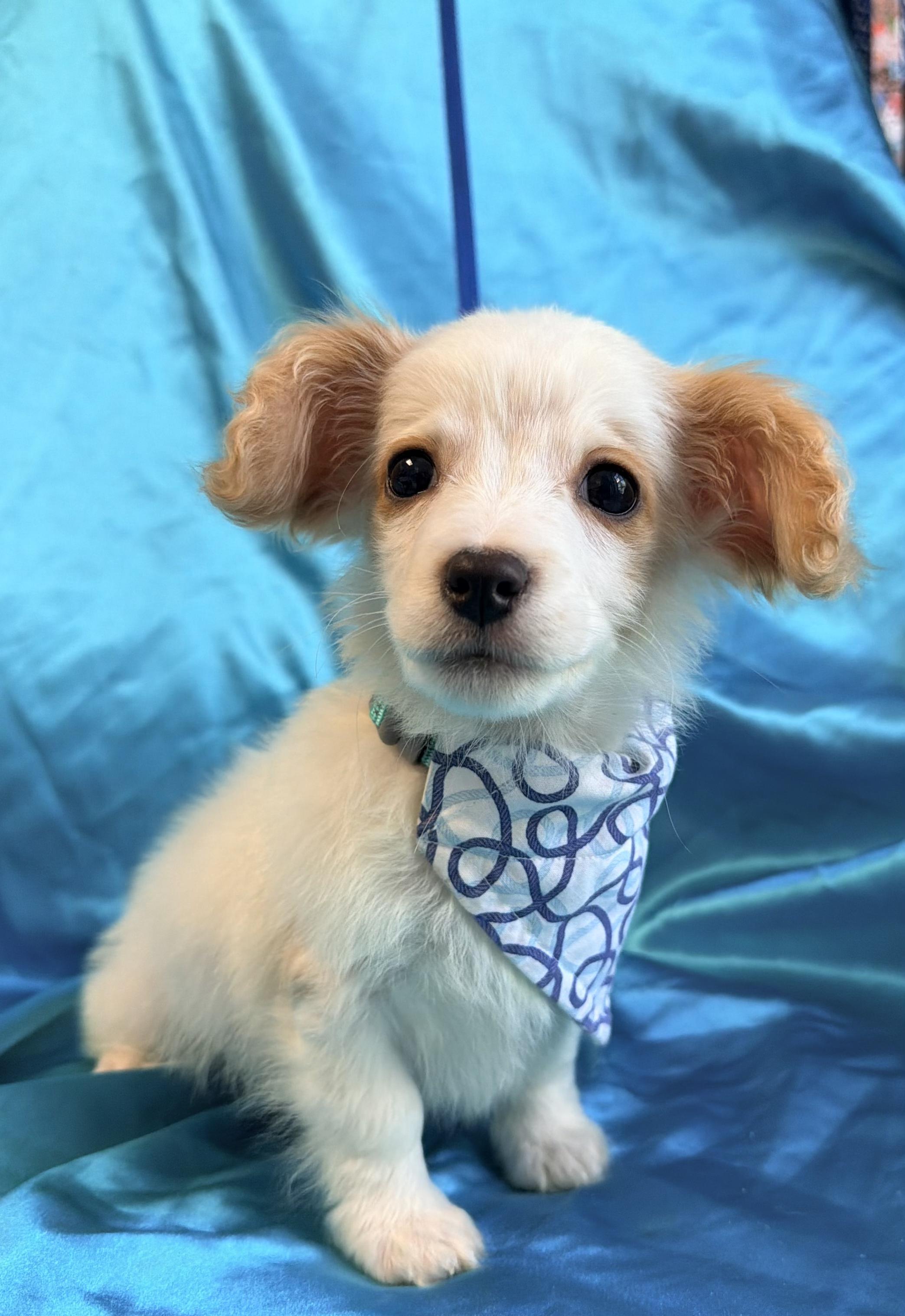 Enlarge Alvin, an adopted mixed breed in Rowland Heights, CA image 2/3